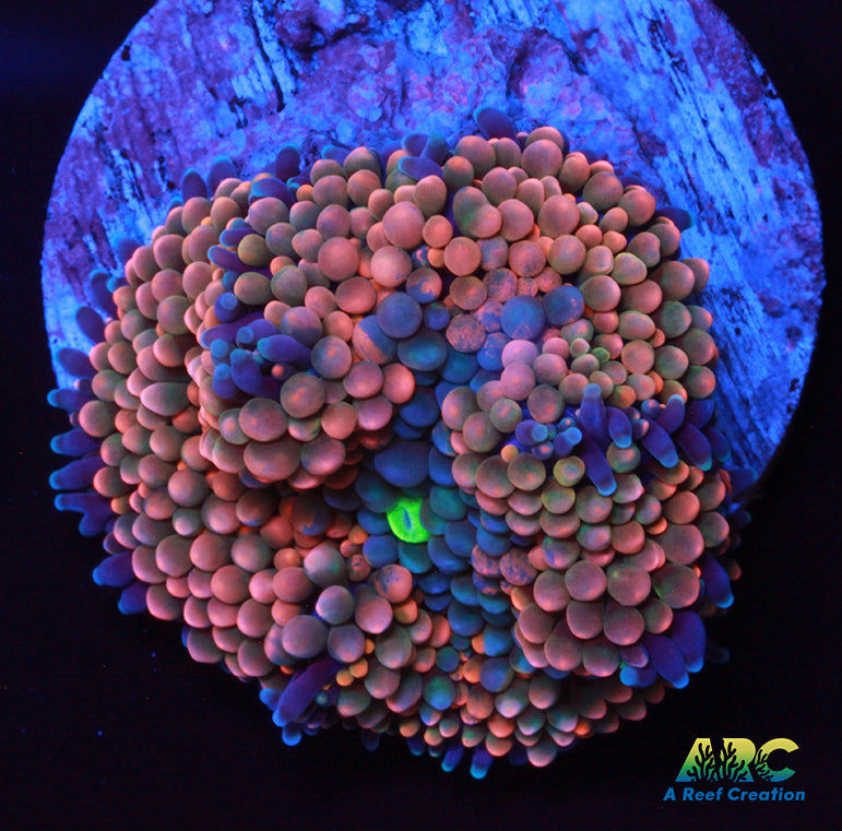 Orange Crush Ricordea