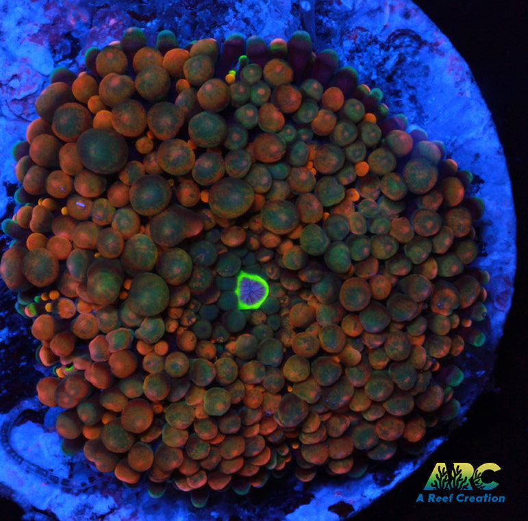 Pumpkin Patch Ricordea