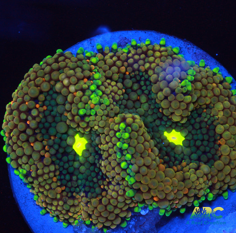 Ricordea Double Mushroom