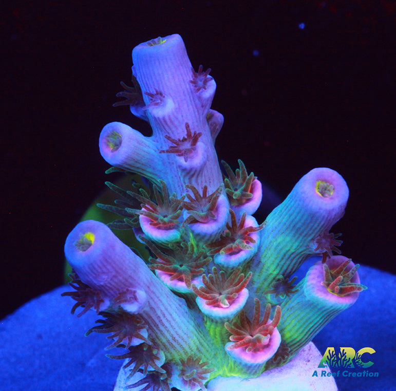 CC Pink Highlighter Tenuis