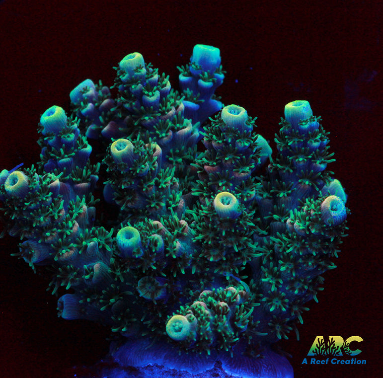 Sanjay's Party Time Table Acro