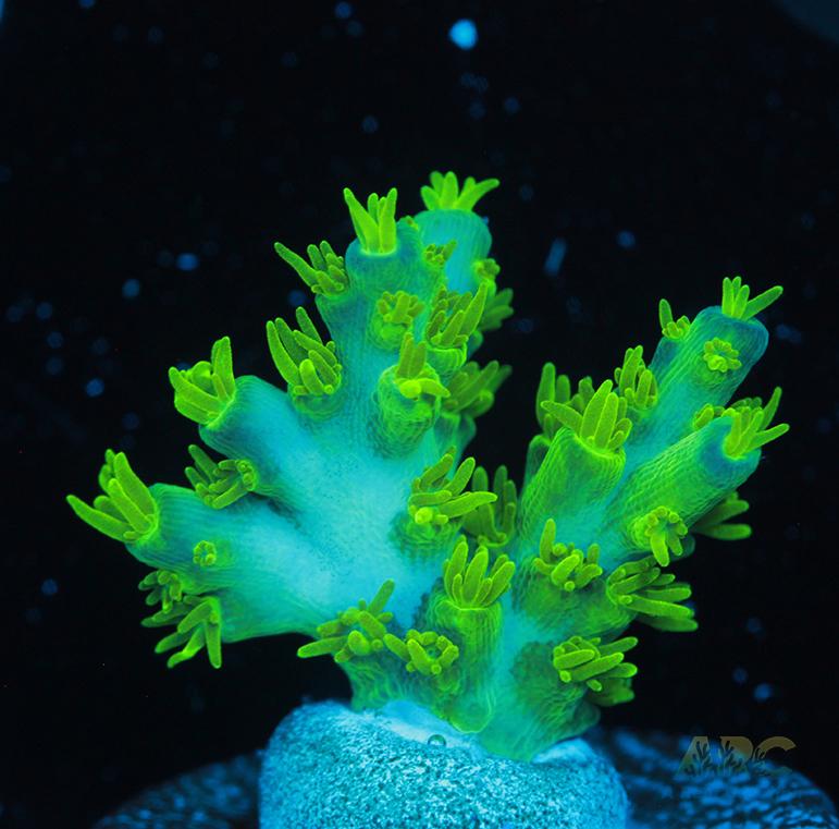 RRC Marvin the Martian