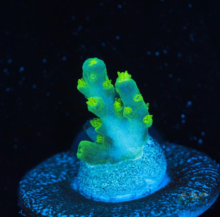 RRC Marvin the Martian