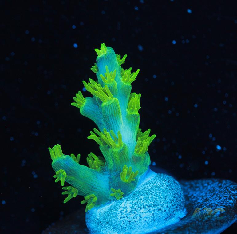 RRC Marvin the Martian