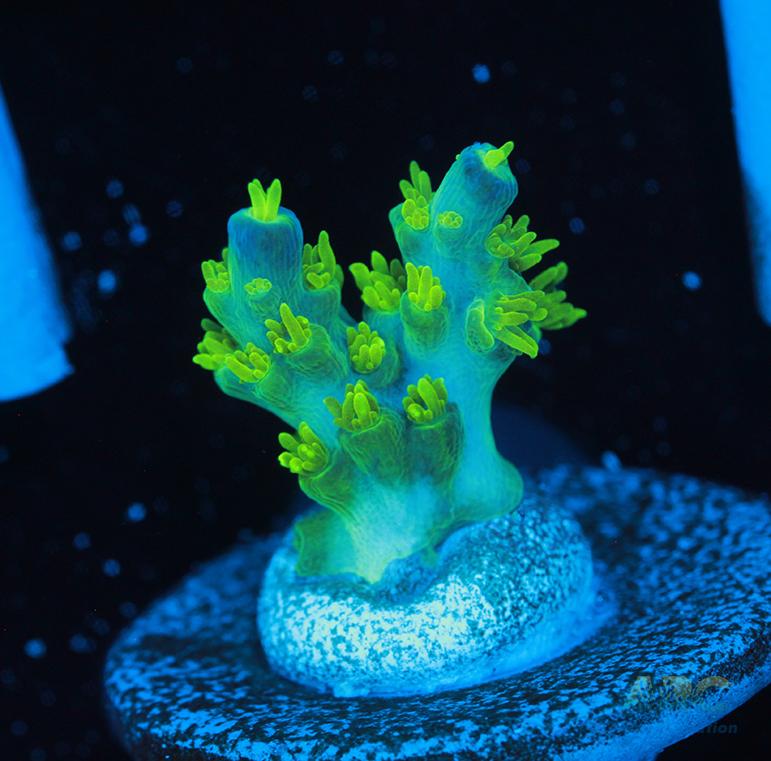 RRC Marvin the Martian