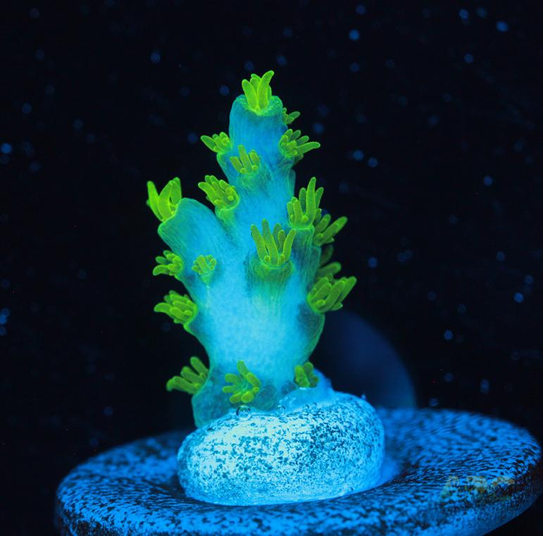 RRC Marvin the Martian