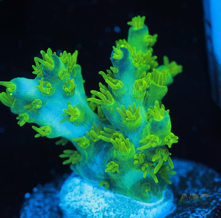 RRC Marvin the Martian