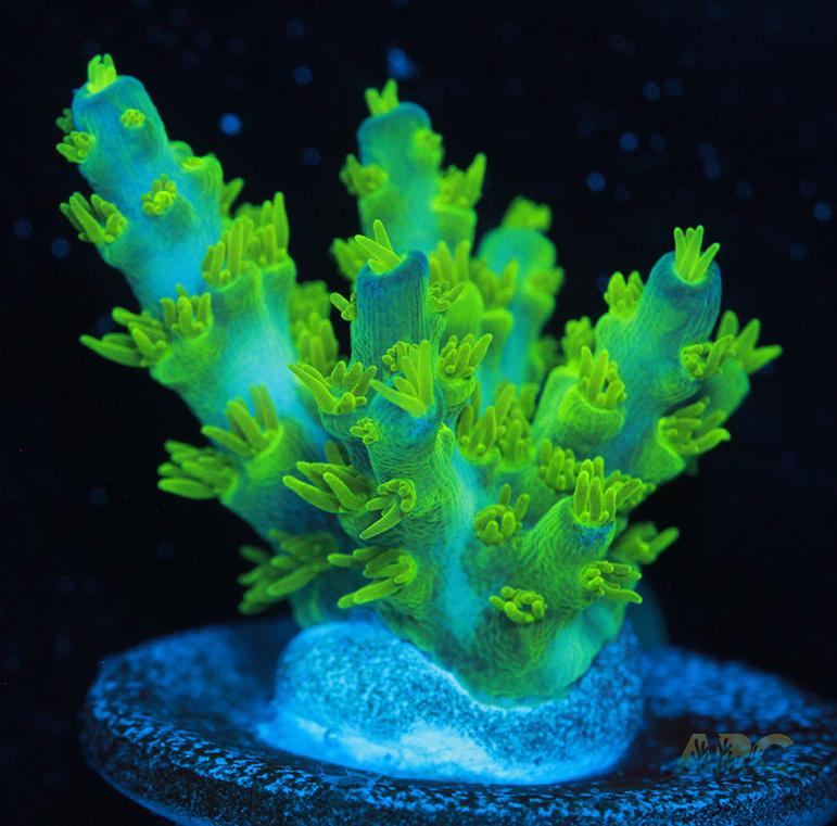 RRC Marvin the Martian