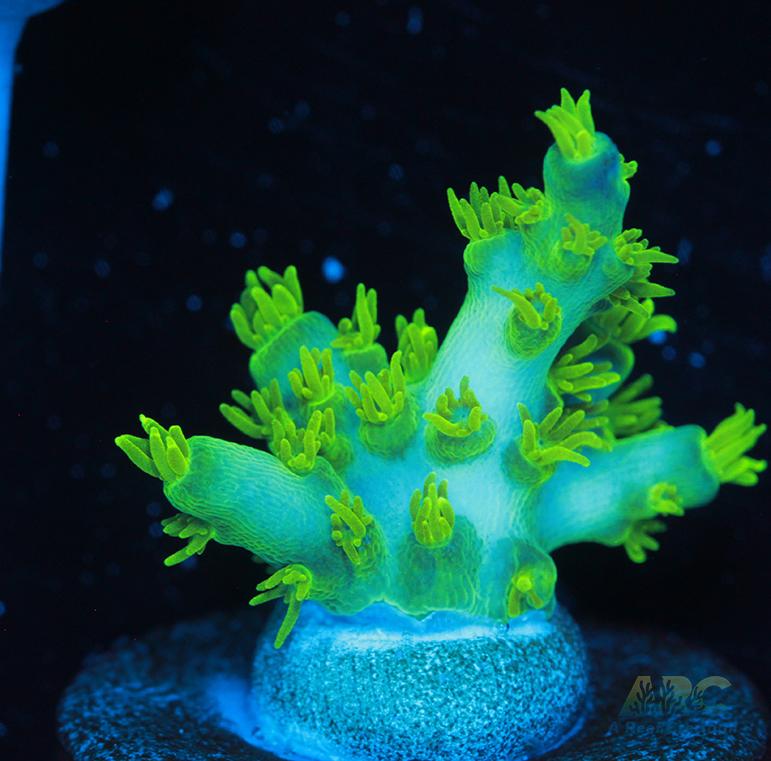 RRC Marvin the Martian