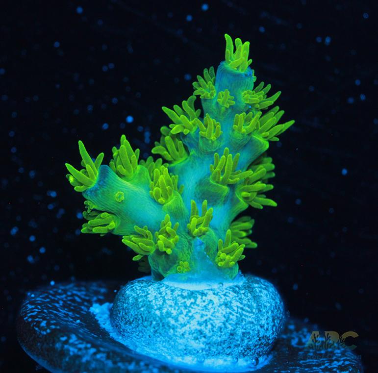 RRC Marvin the Martian