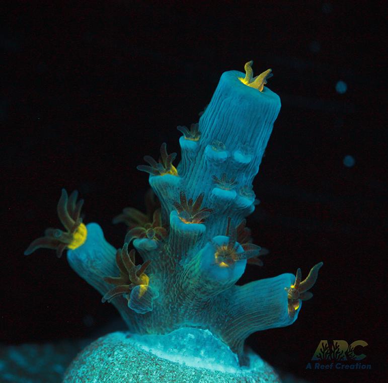 ARC Angry Birds Tenuis