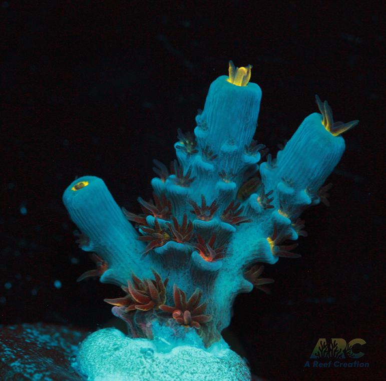 ARC Angry Birds Tenuis