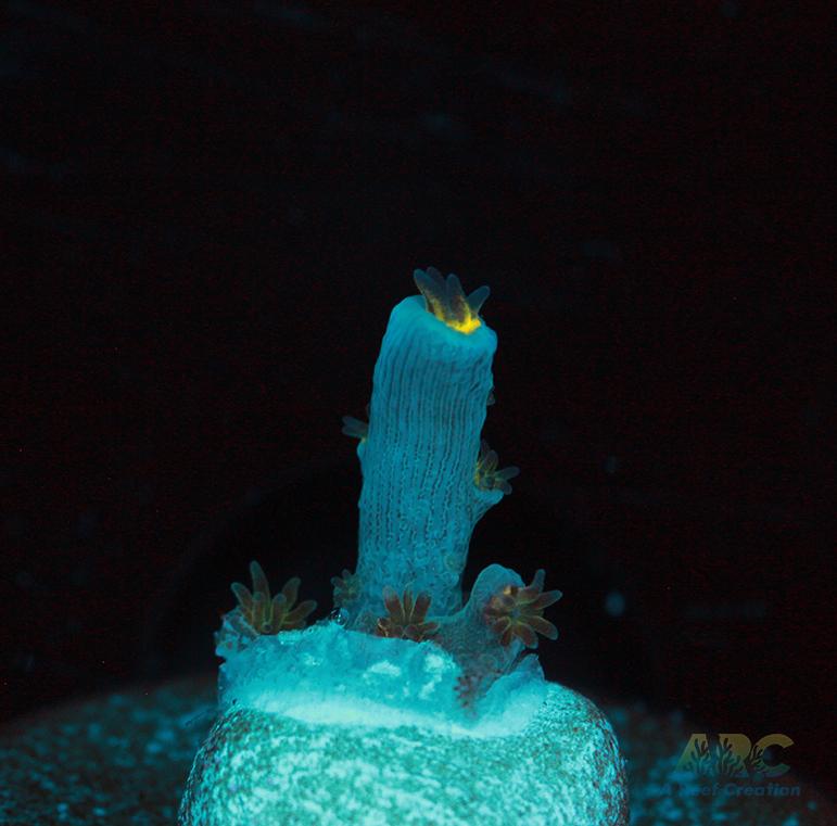 ARC Angry Birds Tenuis