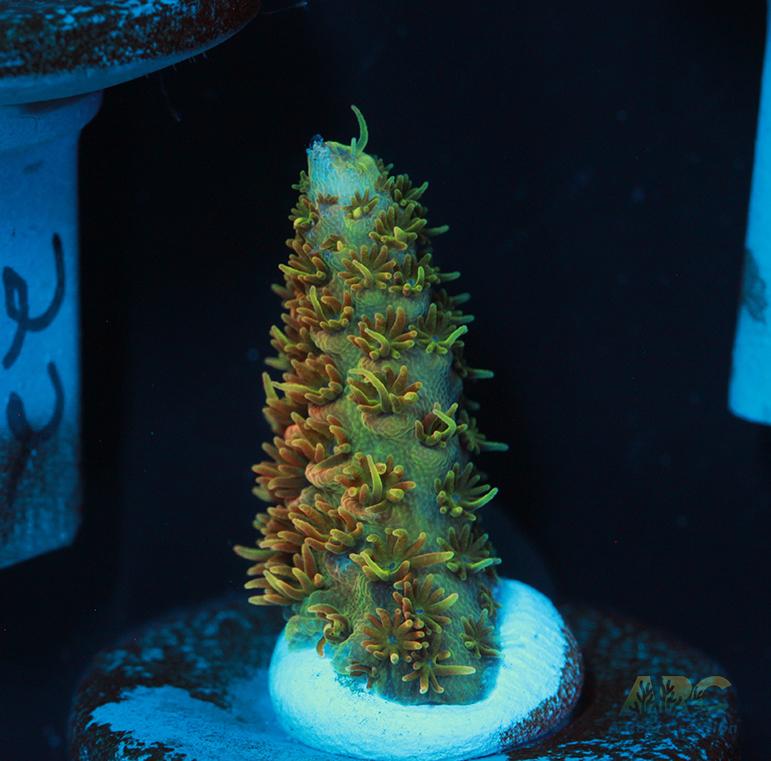 JF Solar Flare