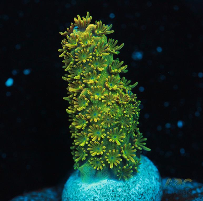 ARC Mayan Gold Milli