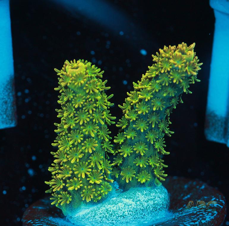 ARC Mayan Gold Milli