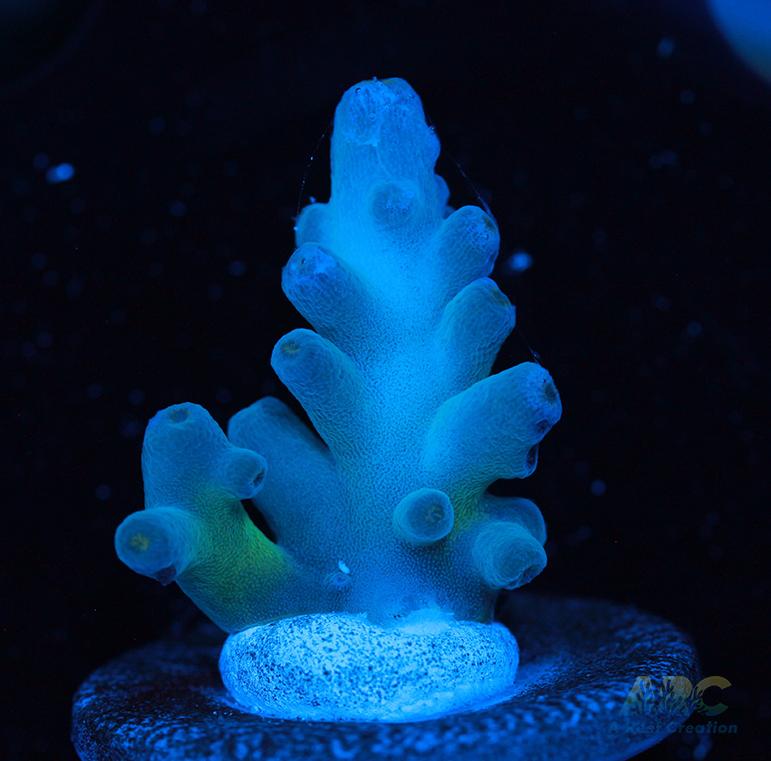 Reefgen Blueberry Fantasy Granulosa