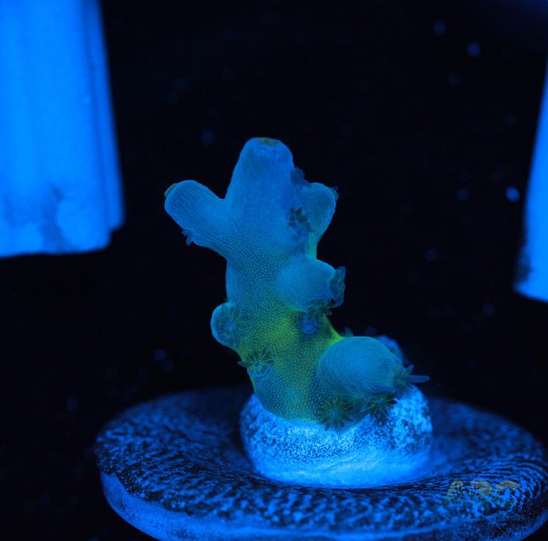 Reefgen Blueberry Fantasy Granulosa