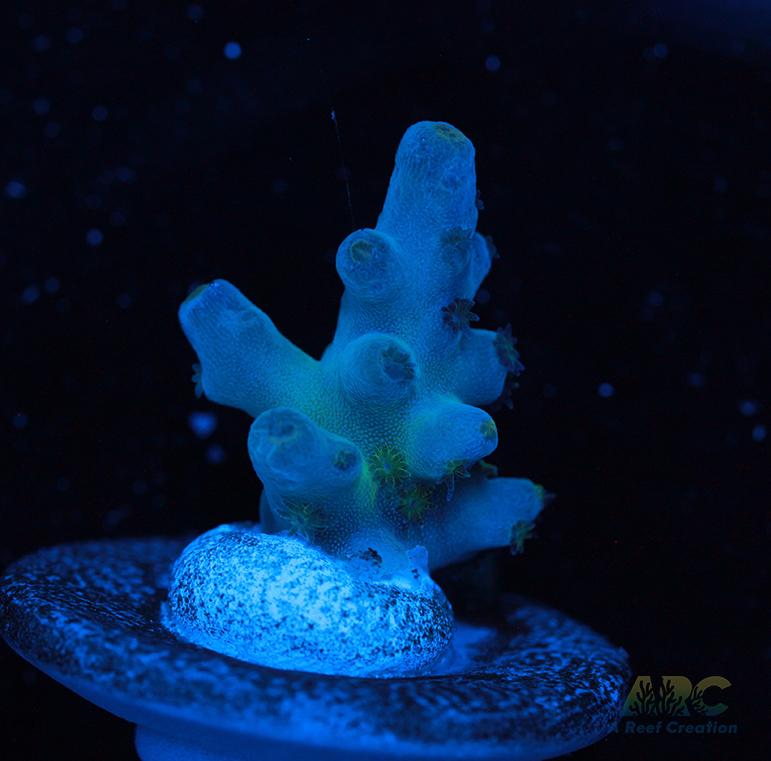 Reefgen Blueberry Fantasy Granulosa