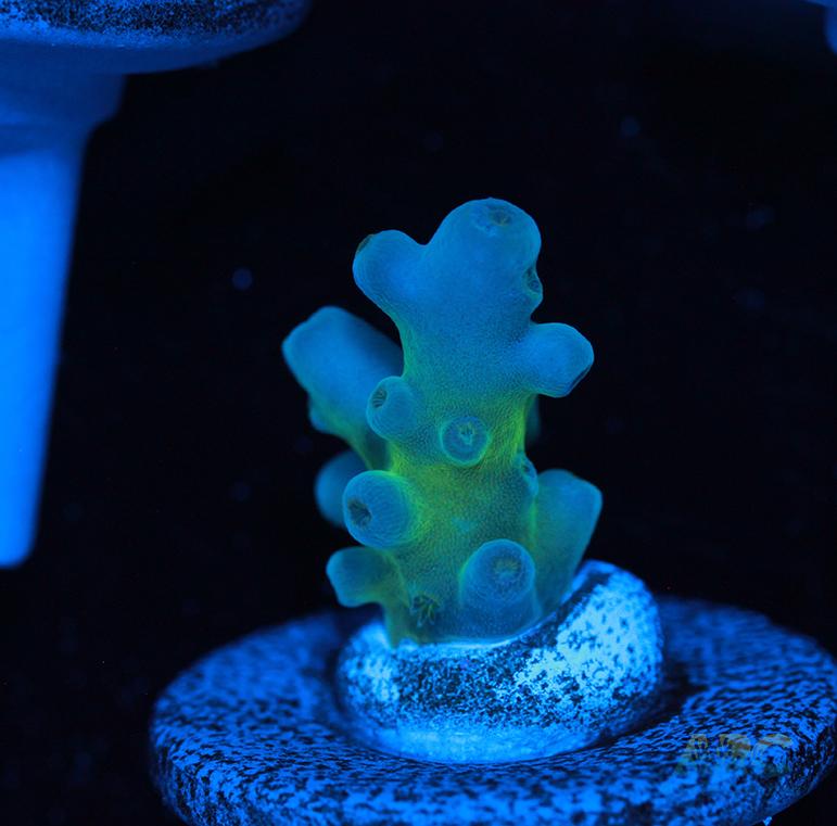 Reefgen Blueberry Fantasy Granulosa