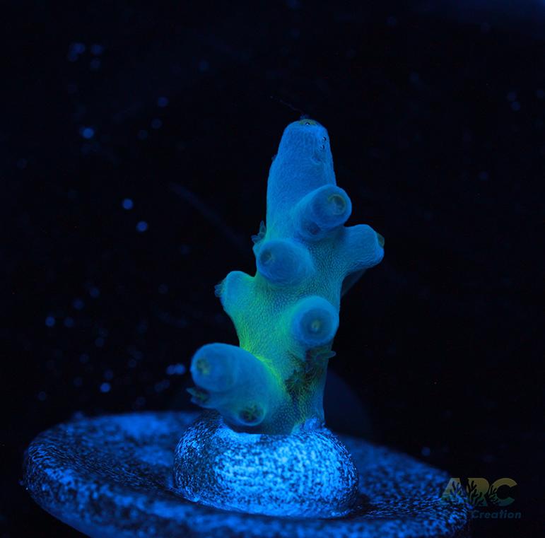 Reefgen Blueberry Fantasy Granulosa