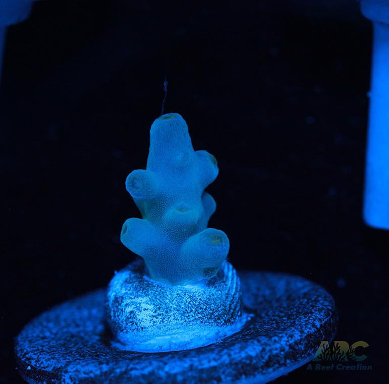 Reefgen Blueberry Fantasy Granulosa