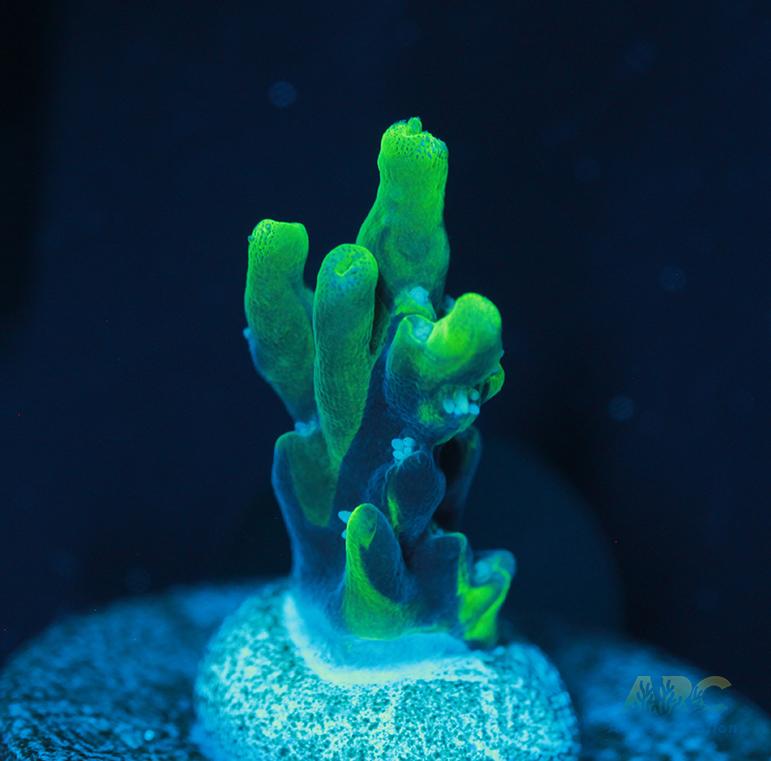 ARC Toxic Swirl Acro