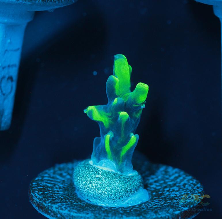 ARC Toxic Swirl Acro