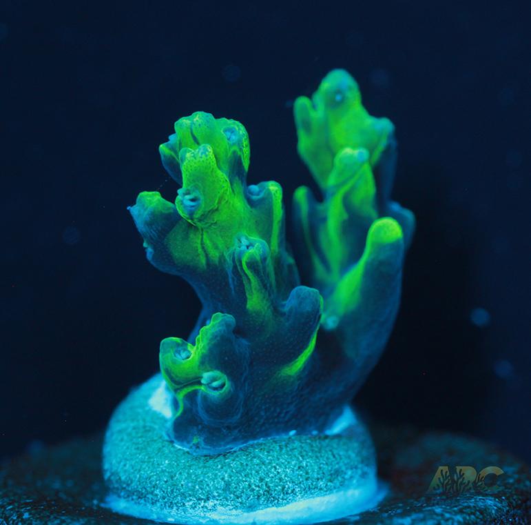 ARC Toxic Swirl Acro