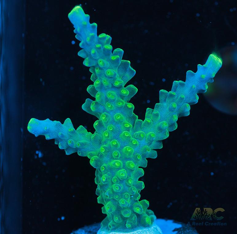 Paletta Tricolor Acro