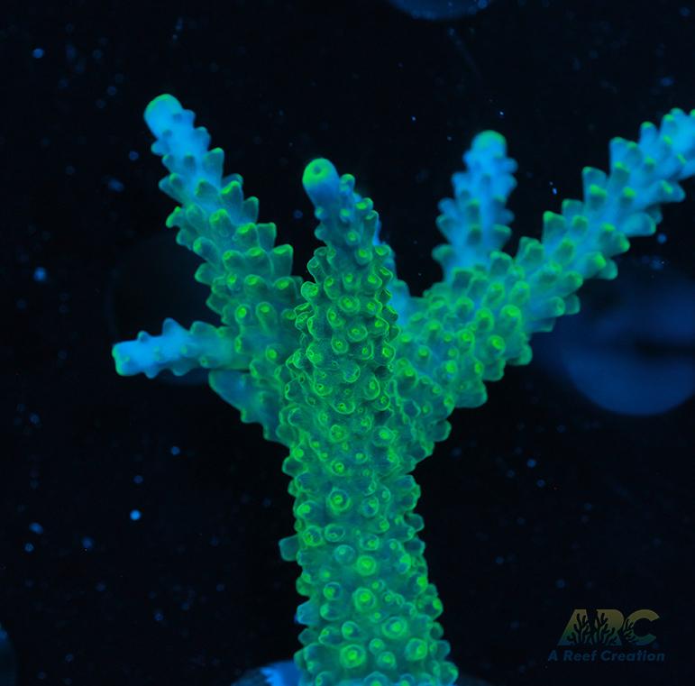 Paletta Tricolor Acro