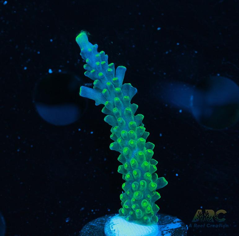 Paletta Tricolor Acro