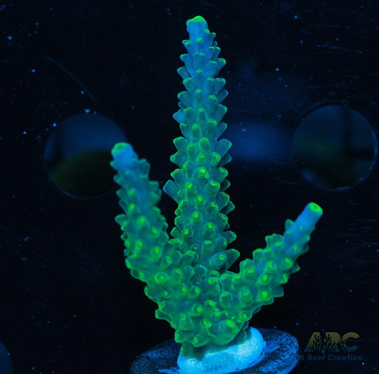 Paletta Tricolor Acro