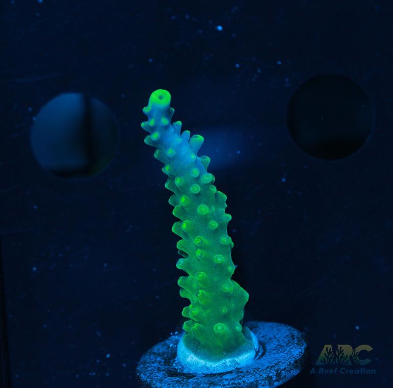 Paletta Tricolor Acro