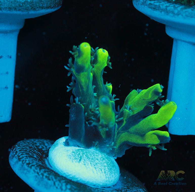 ARC Toxic Swirl Acro