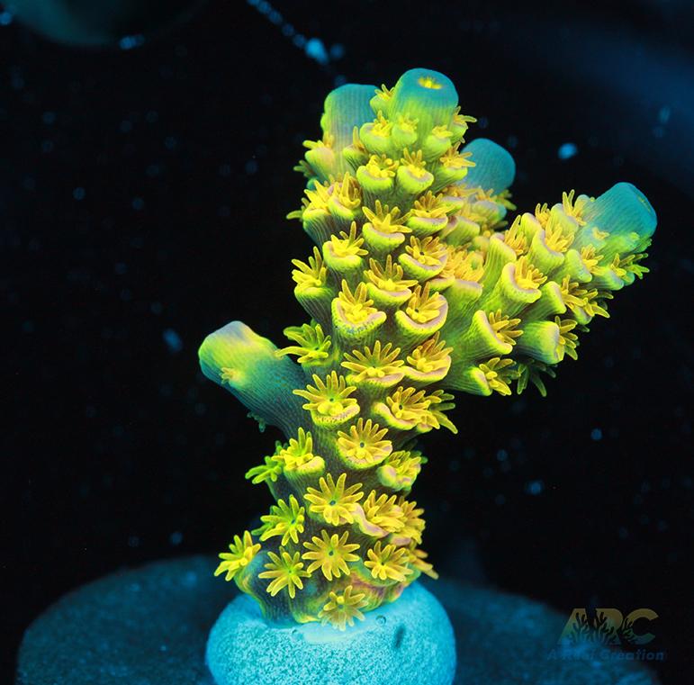 Big R Walt Disney Tenuis