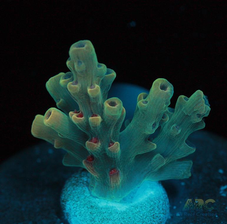 BK Chem Creme de la Creme