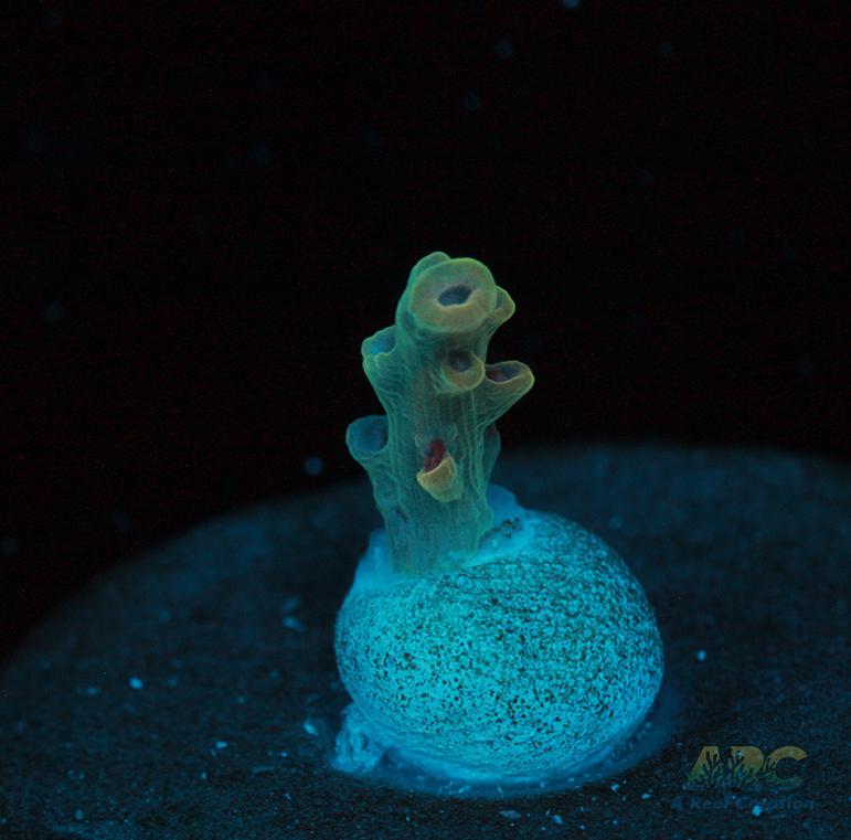 BK Chem Creme de la Creme