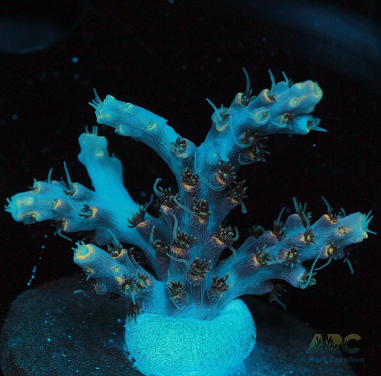 ARC Frozen Goldfinger