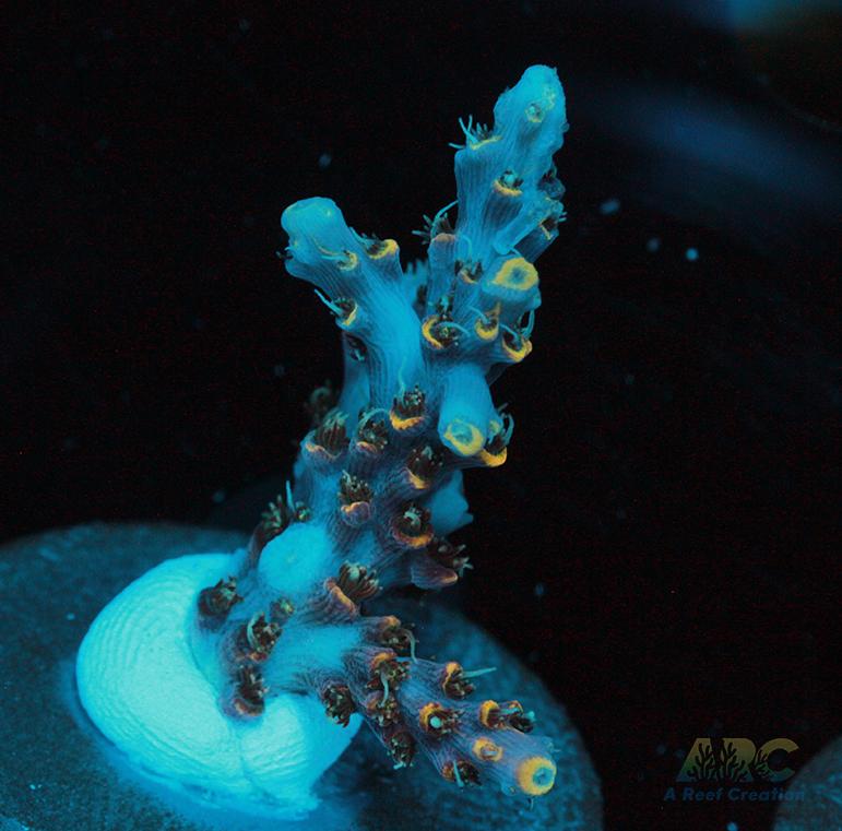 ARC Frozen Goldfinger