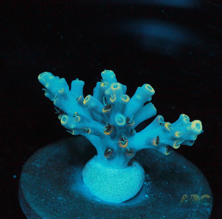 ARC Frozen Goldfinger