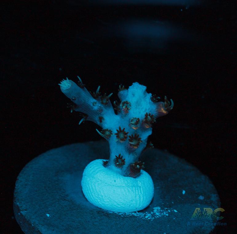 ARC Frozen Goldfinger