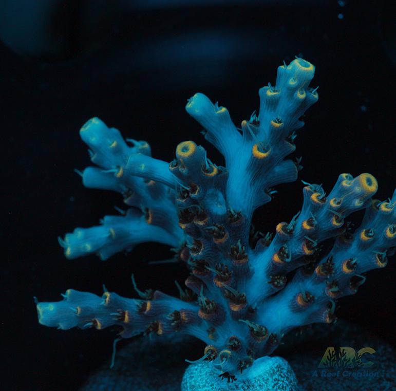 ARC Frozen Goldfinger