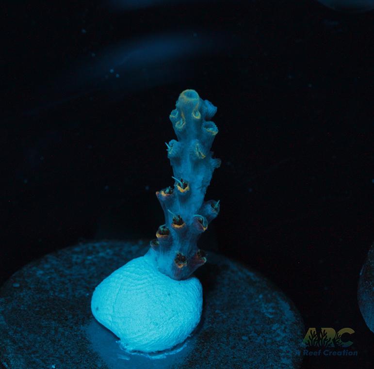 ARC Frozen Goldfinger