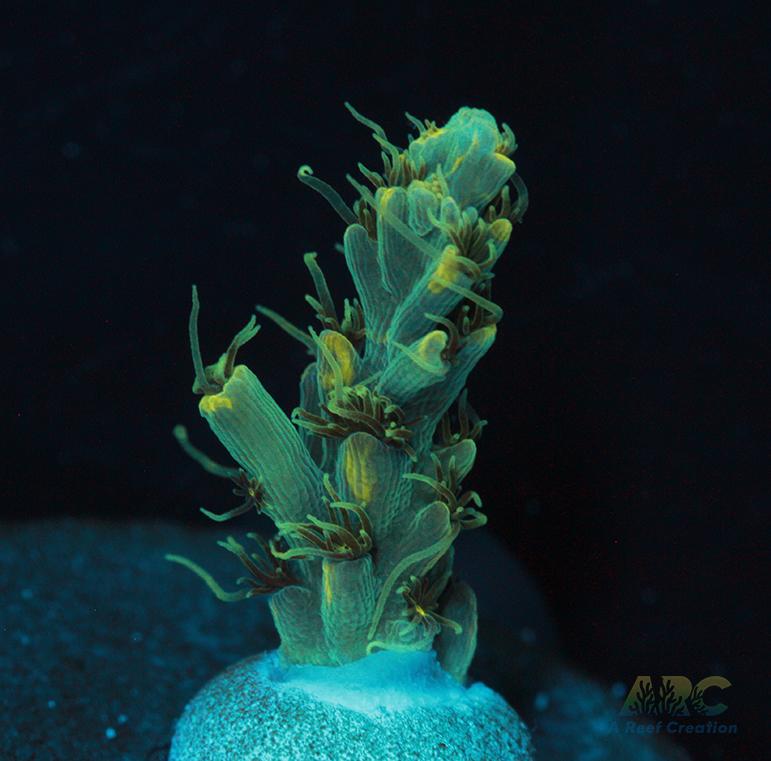 ARC Fuzzy Lime Table