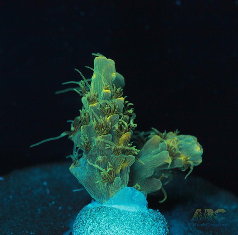 ARC Fuzzy Lime Table