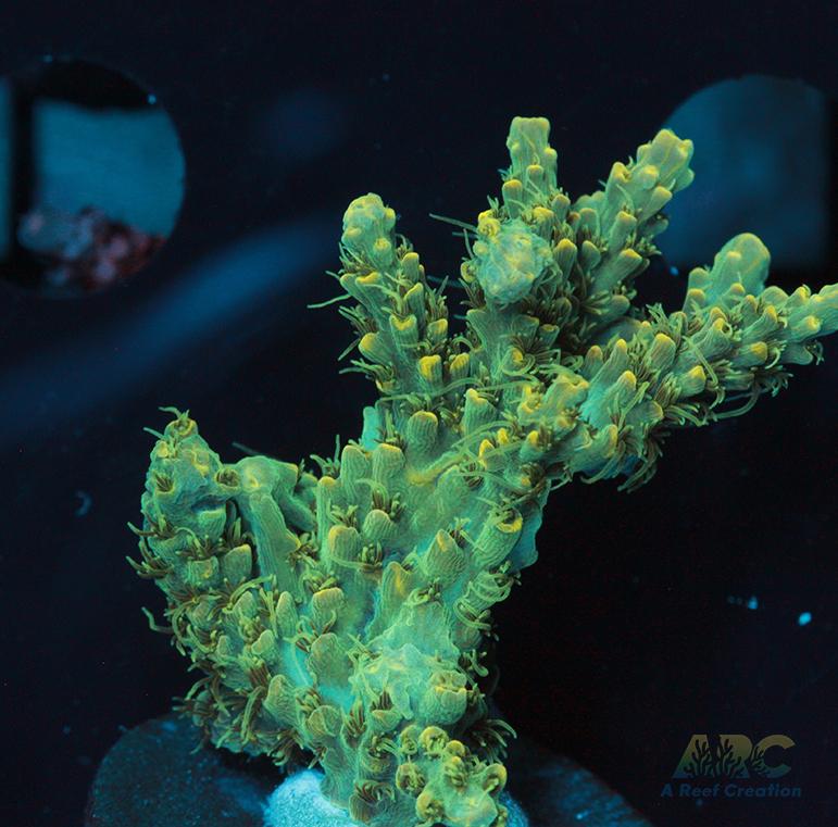 ARC Fuzzy Lime Table