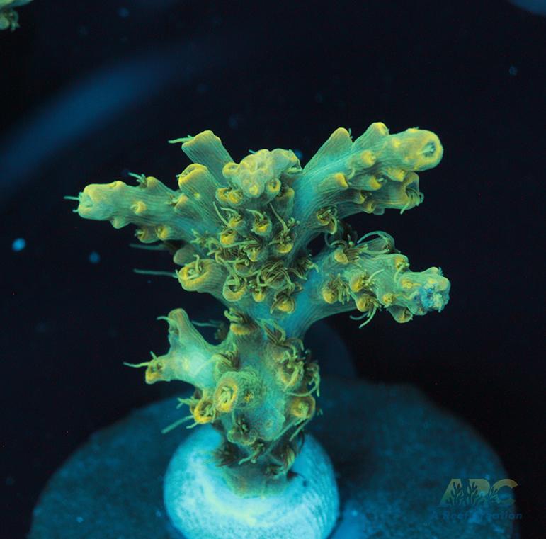 ARC Fuzzy Lime Table