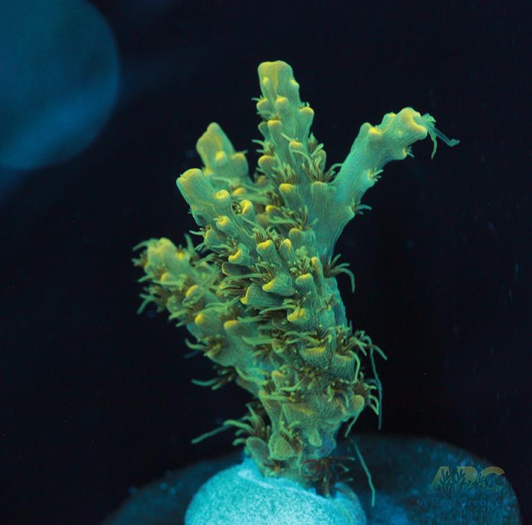 ARC Fuzzy Lime Table