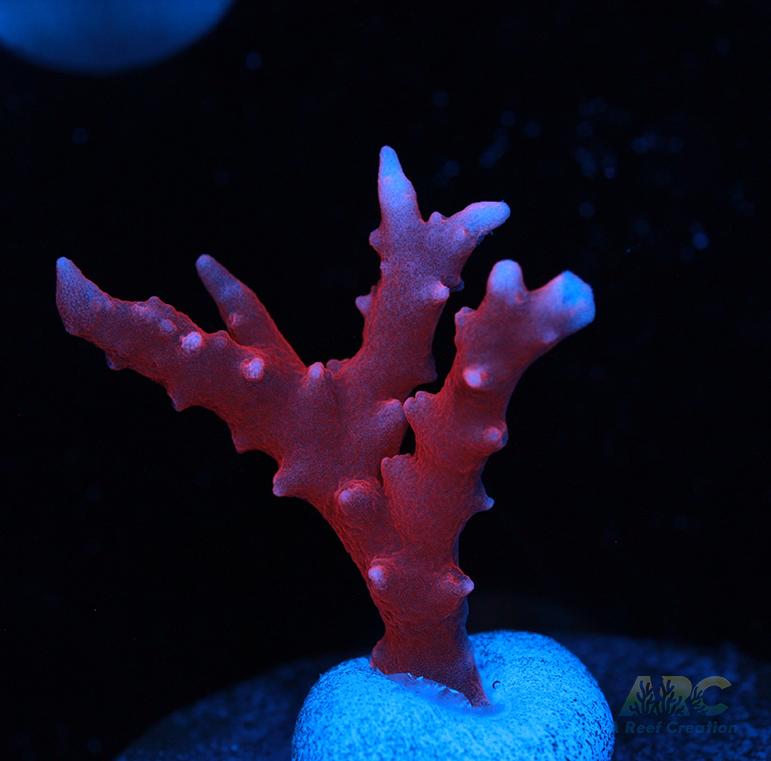 JF TNT Anacropora